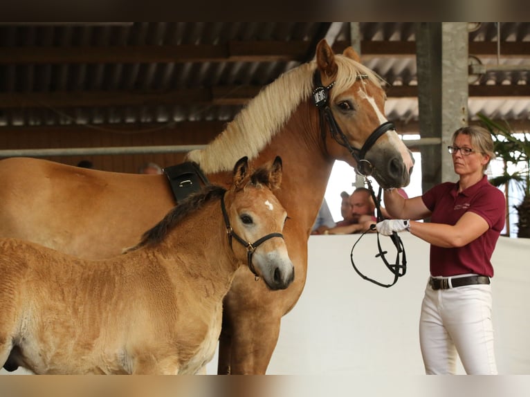 Rhenisch-German Heavy Draft Stallion Foal (04/2025) Brown in Eckartsberga