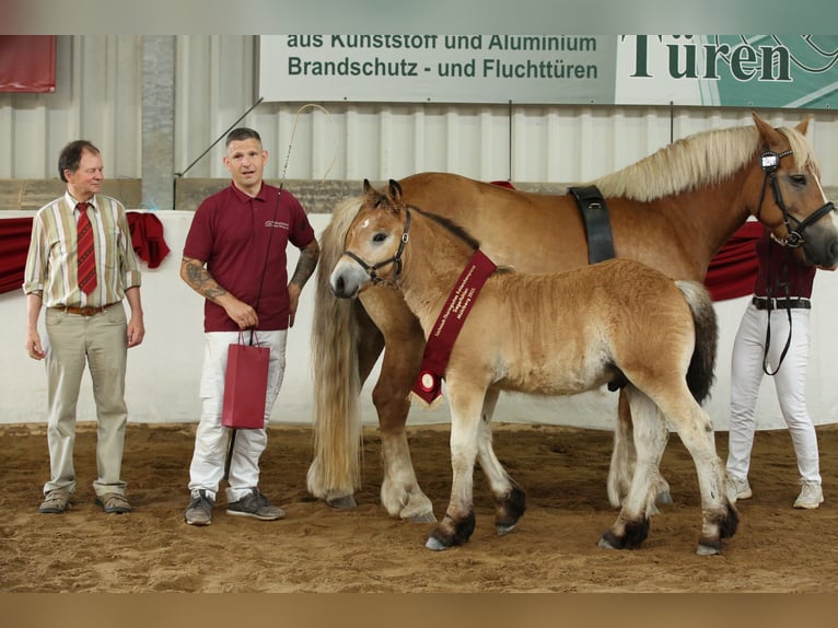 Rhenisch-German Heavy Draft Stallion Foal (04/2025) Brown in Eckartsberga