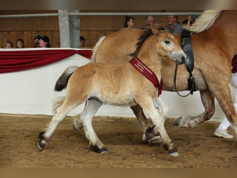 Rhenisch-German Heavy Draft Stallion Foal (04/2025) Brown in Eckartsberga