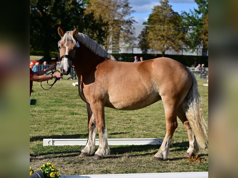 Rhenisch-German Heavy Draft Stallion Foal (04/2025) Brown in Eckartsberga