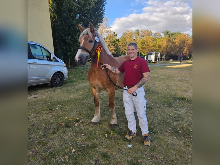Rhenisch-German Heavy Draft Stallion Foal (04/2025) Brown in Eckartsberga