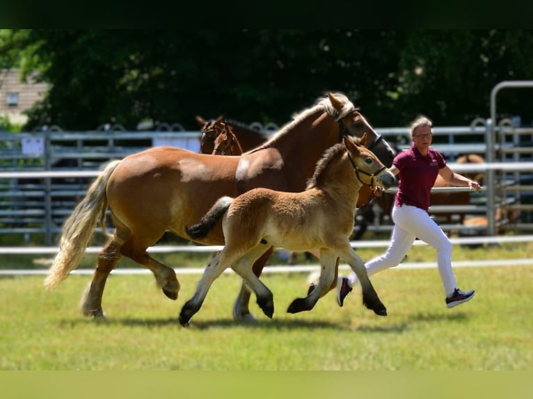 Rhenisch-German Heavy Draft Stallion Foal (04/2025) Brown in Eckartsberga