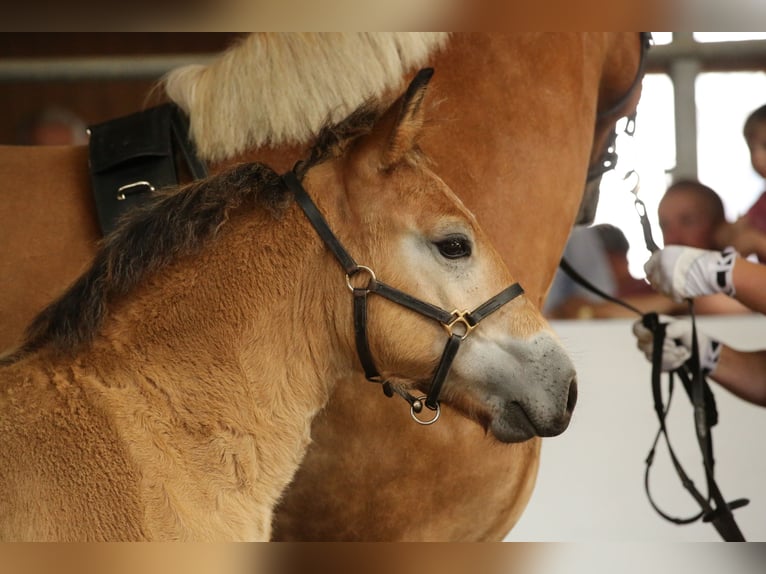 Rhenisch-German Heavy Draft Stallion Foal (04/2025) Brown in Eckartsberga