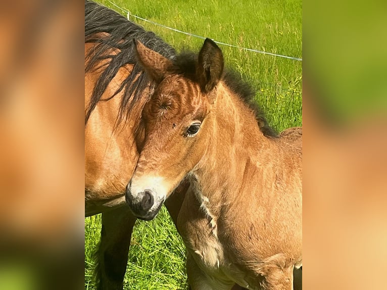 Rhenisch-German Heavy Draft Stallion Foal (05/2024) Brown Falb mold in Heigenbrücken