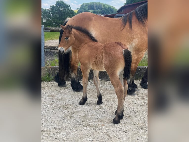 Rhenisch-German Heavy Draft Stallion Foal (05/2024) Brown Falb mold in Heigenbrücken