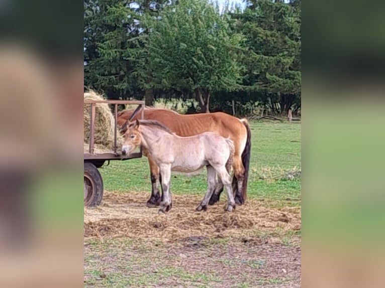 Rhenisch-German Heavy Draft Stallion Foal (05/2026) Can be white in Rochau