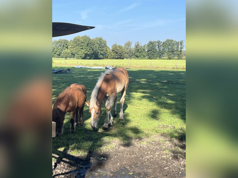 Rhenisch-German Heavy Draft Stallion Foal (04/2024) Chestnut-Red in Verl