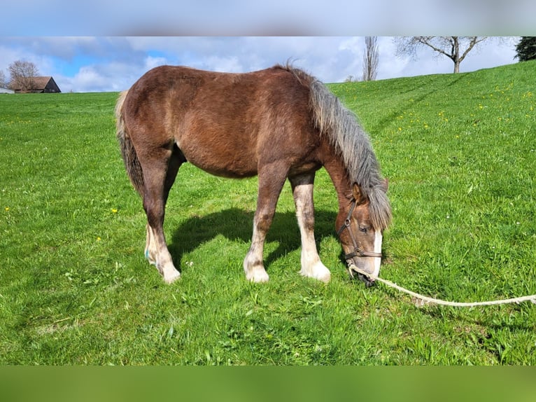 Rhenisch-German Heavy Draft Stallion Foal (03/2024) Chestnut-Red in Sulz am Neckar