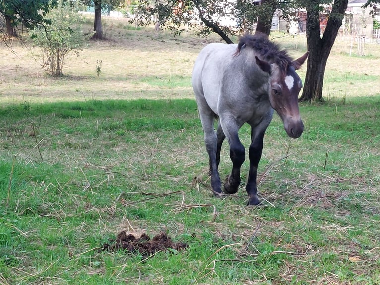 Rhenisch-German Heavy Draft Stallion Foal (05/2026) Grey-Dark-Tan in Kottmar OT Ottenhain