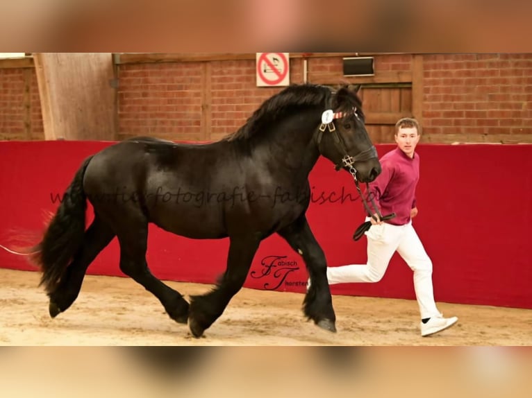 Rhenisch-tysk arbetshäst Hingst 2 år 166 cm Svart in Havelberg