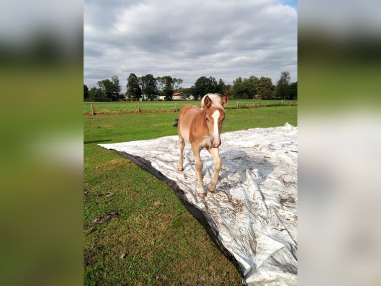 Rhenisch-tysk arbetshäst Hingst Föl (04/2024) fux in Verl