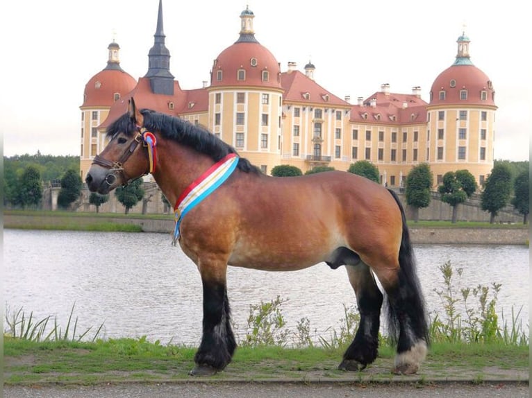 Rhenisch-tysk arbetshäst Hingst Ljusbrun in Schorfheide