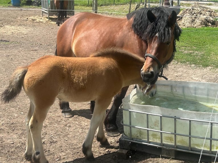 Rhenisch-tysk arbetshäst Sto 5 år 163 cm Brun in Querfurt/ OT Gatterstädt