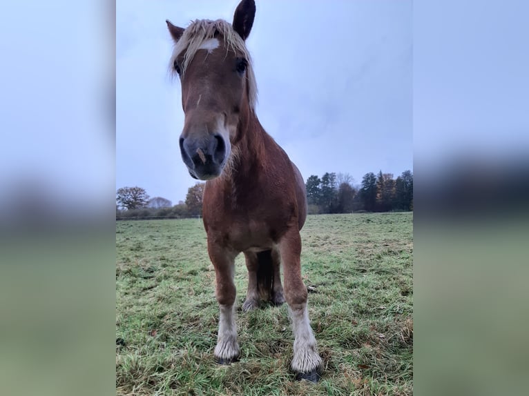 Rhenisch-tysk arbetshäst Sto 7 år 168 cm fux in Neuferchau