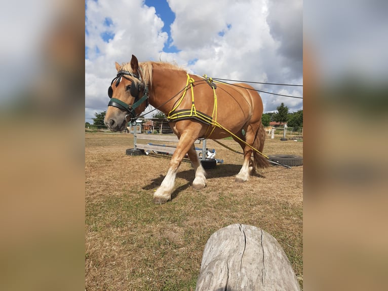 Rhenisch-tysk arbetshäst Sto 7 år 168 cm fux in Neuferchau