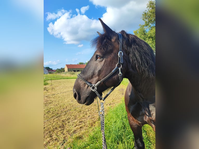 Rhenisch-tysk arbetshäst Valack 12 år 156 cm Svart in Schönwalde