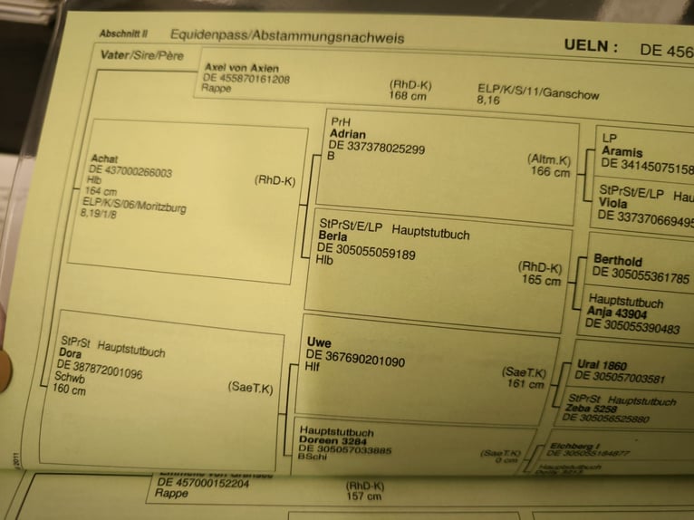 Rhenisch-tysk arbetshäst Valack 12 år 156 cm Svart in Schönwalde