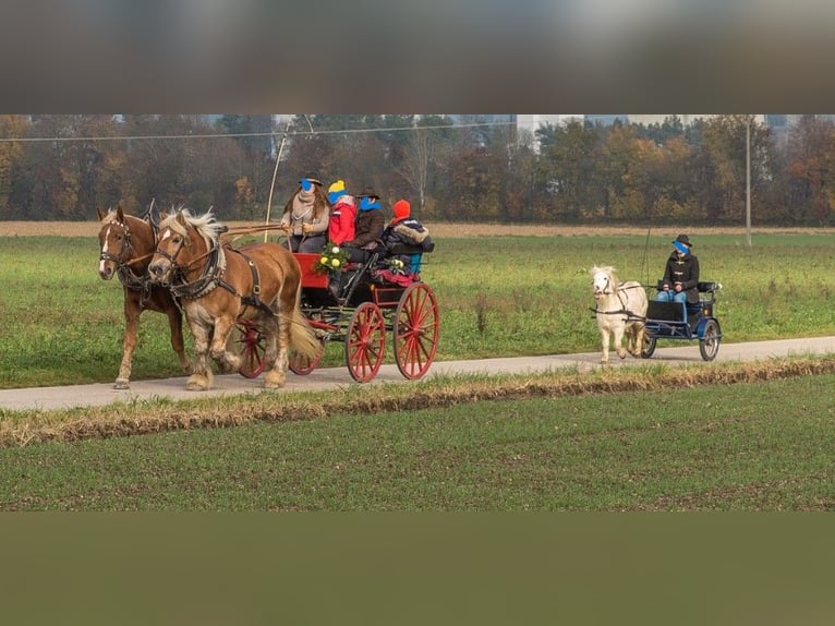 Rhenisch-tysk arbetshäst Valack 17 år 168 cm fux in Au in der Hallertau