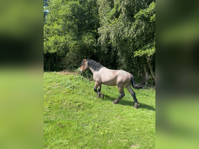 Rhenisch-tysk arbetshäst Valack 2 år 155 cm Grå-mörk-brun in Neustadt an der Orla