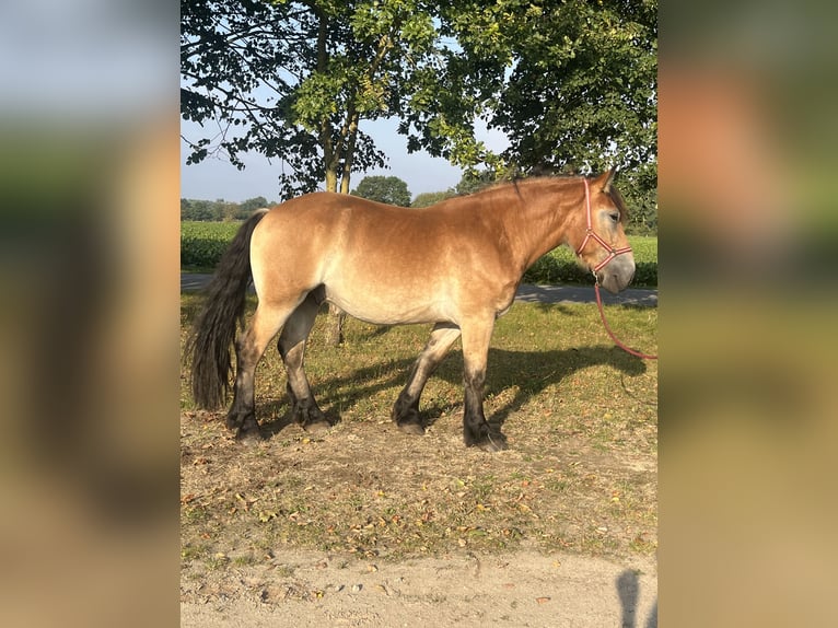 Rhenisch-tysk arbetshäst Valack 3 år 170 cm Brun in Rolofshagen