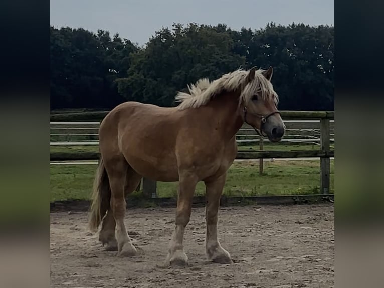 Rhenisch-tysk arbetshäst Valack 3 år 170 cm fux in Issum