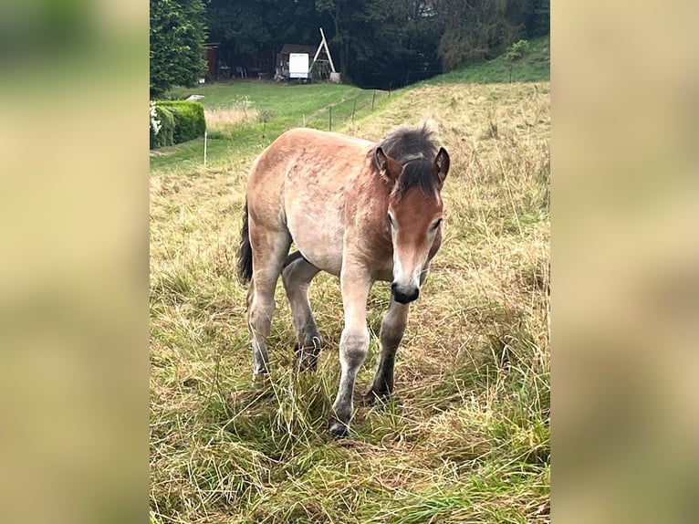 Rhenish-Westfalisk tung draghäst Hingst Föl (04/2024) Brun in Heigenbrücken