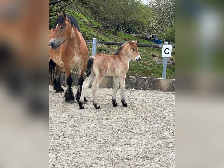 Rhenish-Westfalisk tung draghäst Hingst Föl (04/2024) Brun in Heigenbrücken