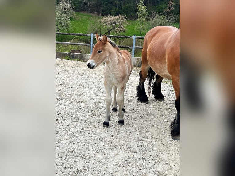 Rhenish-Westfalisk tung draghäst Hingst Föl (04/2024) Brun in Heigenbrücken