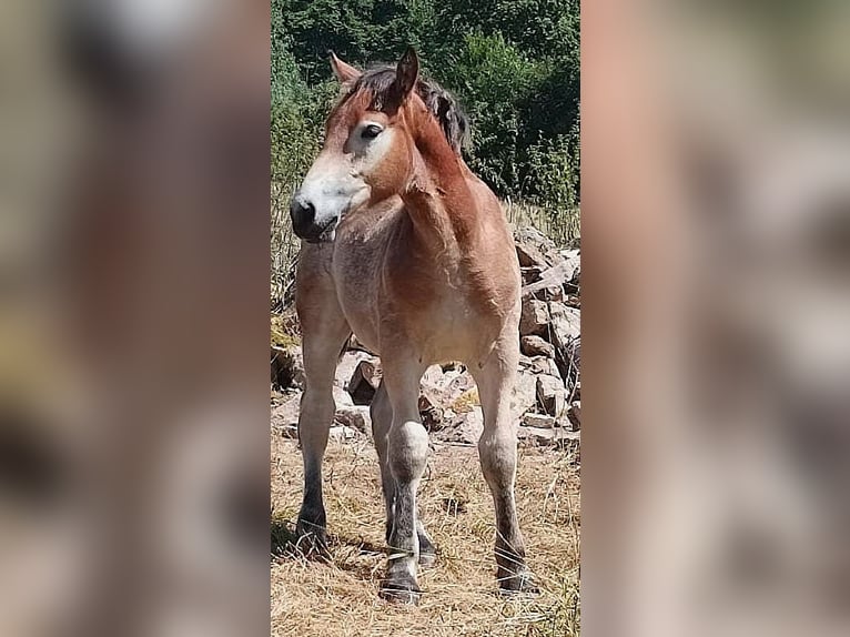 Rhenish-Westfalisk tung draghäst Hingst Föl (04/2024) Brun in Heigenbrücken