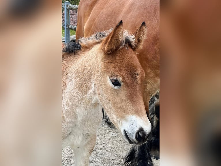 Rhenish-Westphalian Heavy Draft Stallion Foal (04/2024) Brown in Heigenbrücken