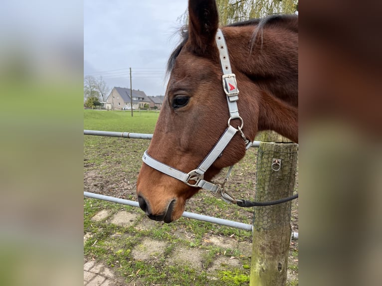 Rhinelander  17 years 16,1 hh Brown in Kranenburg