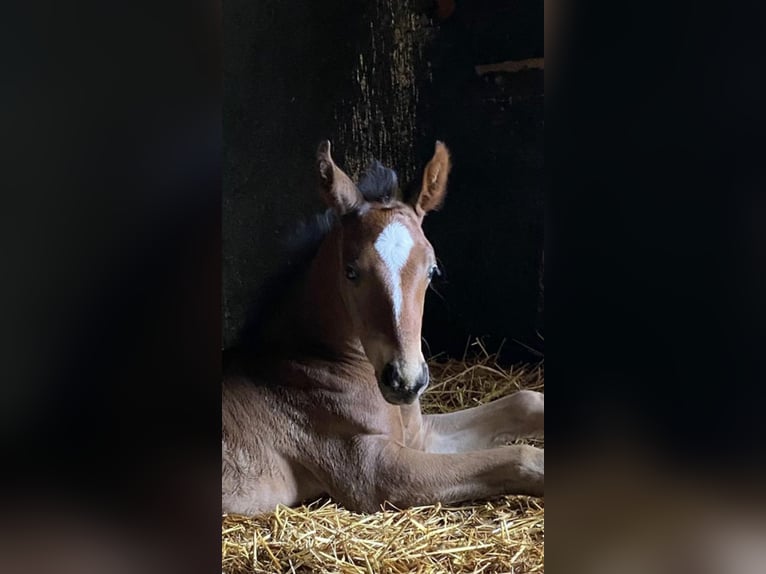 Rhinelander  17 years 16,1 hh Brown in Kranenburg