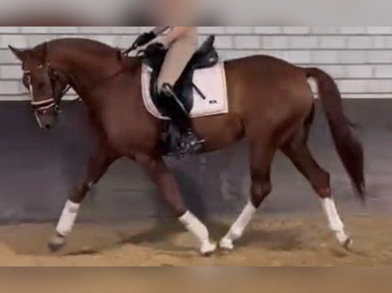 Rhinelander Gelding 10 years 15,3 hh Chestnut-Red in Kempen