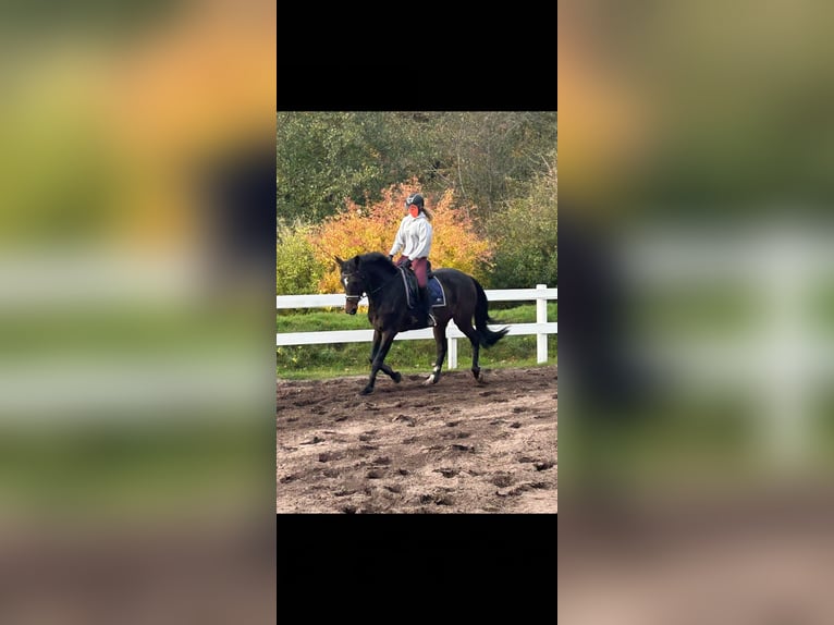 Rhinelander Gelding 10 years 16.3 hh Brown in Jörl