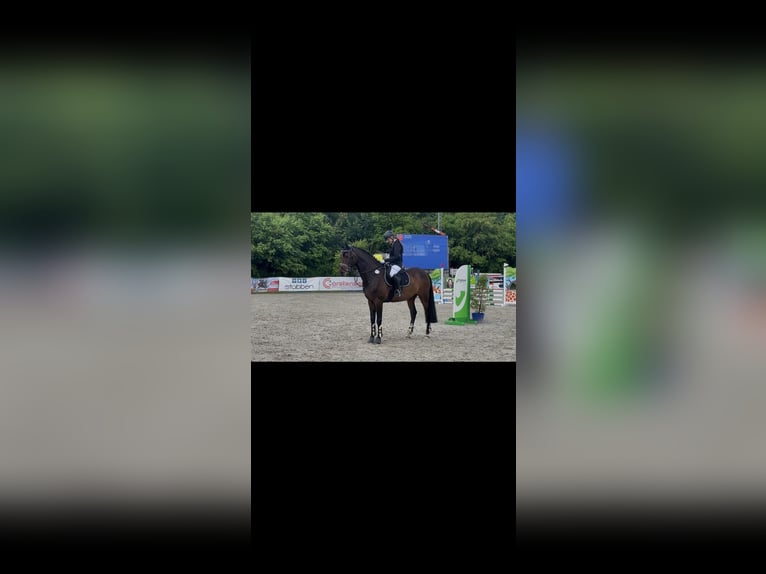 Rhinelander Gelding 10 years 16.3 hh Brown in Jörl