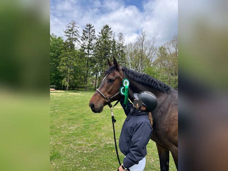Rhinelander Gelding 10 years 16.3 hh Brown in Jörl