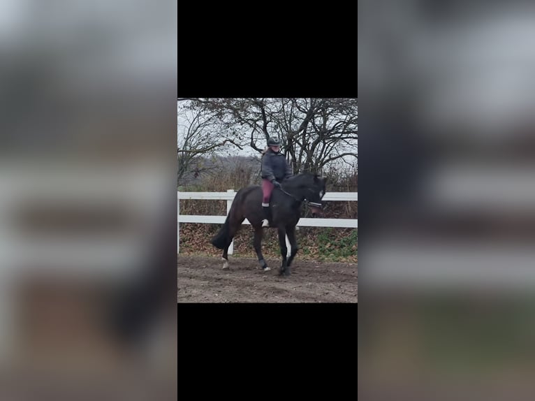Rhinelander Gelding 10 years 16.3 hh Brown in Jörl