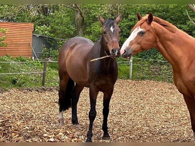 Rhinelander Gelding 10 years 16.3 hh Brown in Jörl