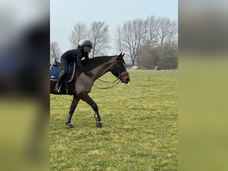 Rhinelander Gelding 10 years 16.3 hh Brown in Jörl