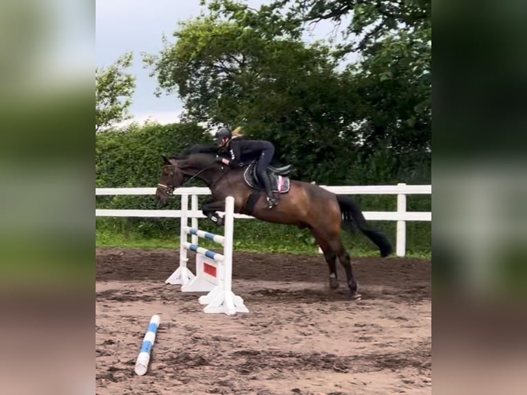 Rhinelander Gelding 10 years 16.3 hh Brown in Jörl