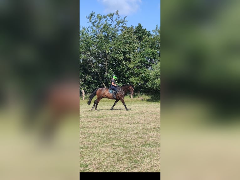 Rhinelander Gelding 10 years 16.3 hh Brown in Jörl