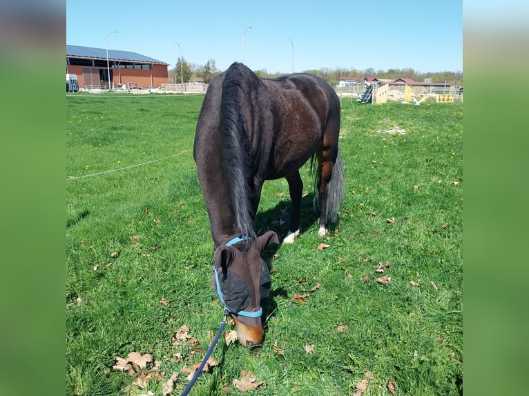 Rhinelander Gelding 10 years 16,2 hh Brown in Freiburg im Breisgau
