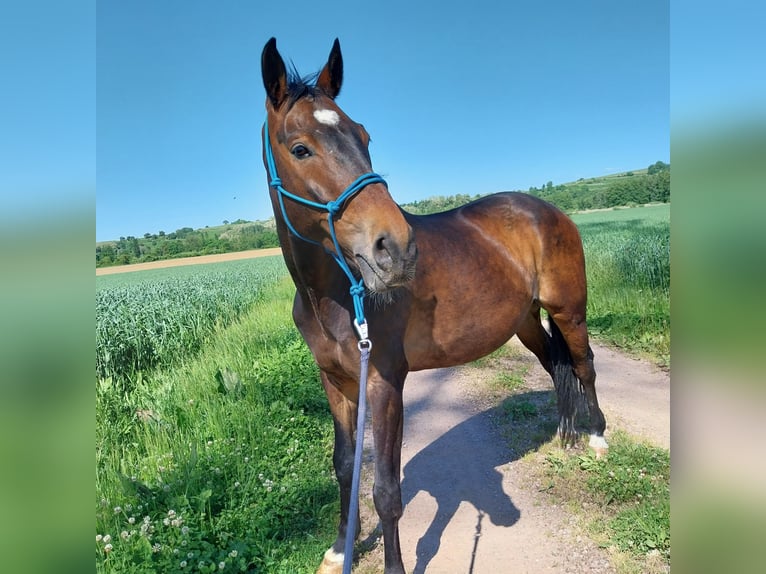 Rhinelander Gelding 10 years 16,2 hh Brown in Freiburg im Breisgau