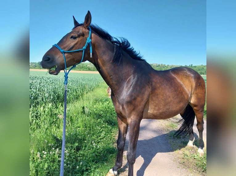 Rhinelander Gelding 10 years 16,2 hh Brown in Freiburg im Breisgau