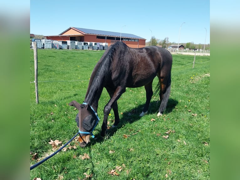 Rhinelander Gelding 10 years 16,2 hh Brown in Freiburg im Breisgau