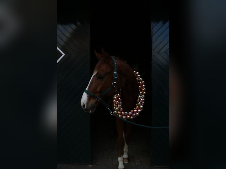 Rhinelander Gelding 10 years 16,2 hh Chestnut-Red in Uelsen