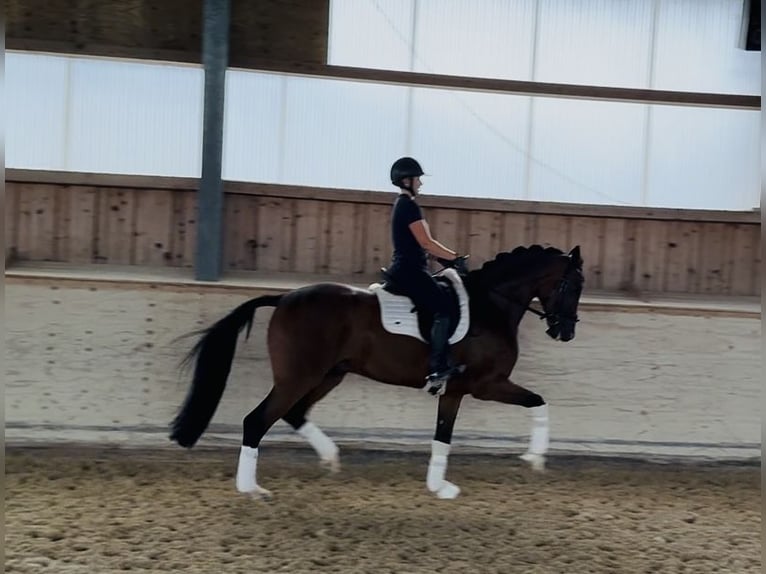 Rhinelander Gelding 10 years 16,3 hh Brown in Rosenheim