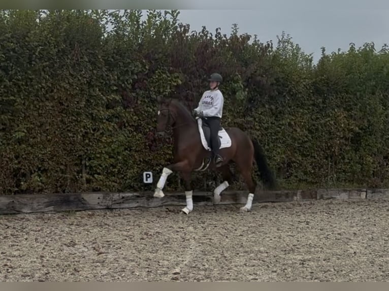 Rhinelander Gelding 10 years 16,3 hh Brown in Rosenheim