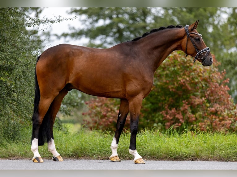 Rhinelander Gelding 10 years 16,3 hh Brown in Rosenheim