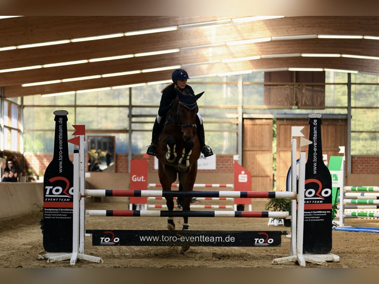 Rhinelander Gelding 10 years 16,3 hh Brown in Bocholt